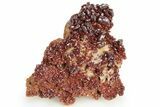 Dark Red Vanadinite Crystal Cluster- Morocco #223692-2